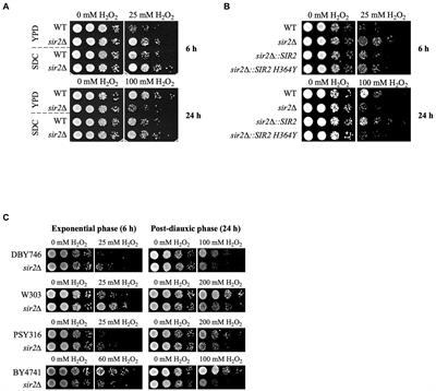 The intricate role of Sir2 in oxidative stress response during the post-diauxic phase in Saccharomyces cerevisiae